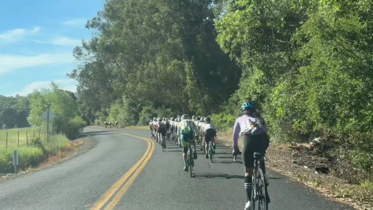 A line of cyclists follows a tree-lined road at the Berkeley Hills Road Race